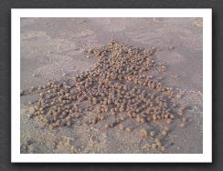 Sand Crab balls